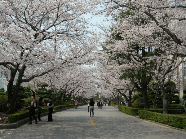 圆光大学